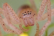 Flower Spider (za) (Thomisidae sp)